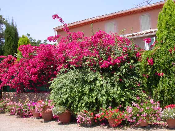 Bougainvillées