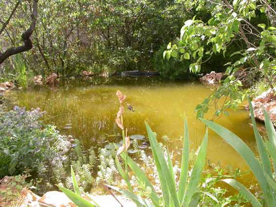 b-mare-jardin