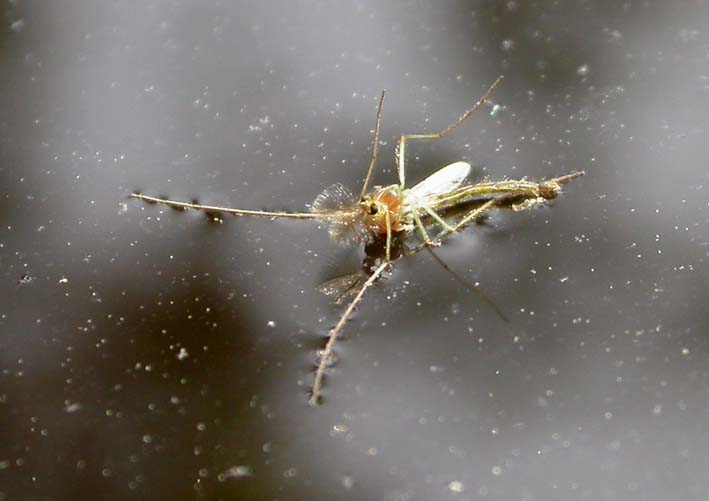 insecte