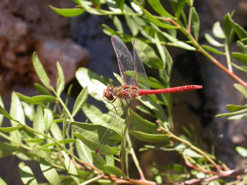 libellule