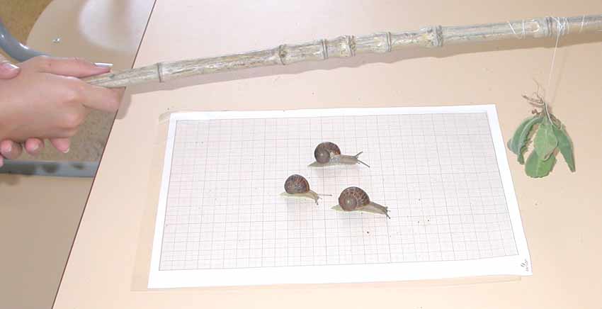 papier millimétré